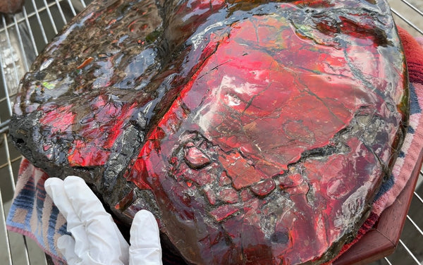 AF-95  17.7" Ammonite Fossil - Placenticeras meeki　Ammolite **FREE SHIPPING***　アンモライト 斑彩石　