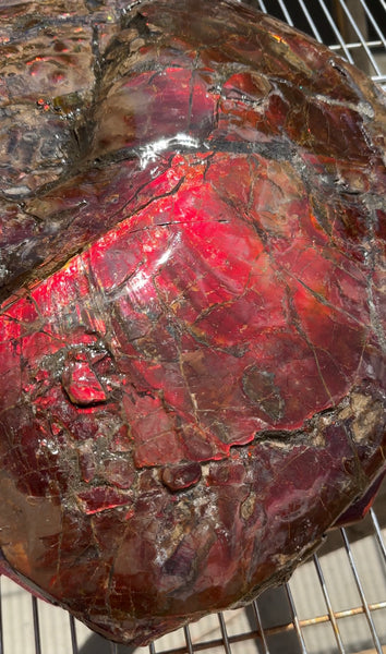 AF-95  17.7" Ammonite Fossil - Placenticeras meeki　Ammolite **FREE SHIPPING***　アンモライト 斑彩石　