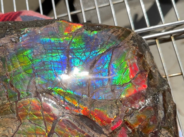 AF-95  17.7" Ammonite Fossil - Placenticeras meeki　Ammolite **FREE SHIPPING***　アンモライト 斑彩石　