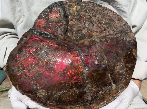 AF-95  17.7" Ammonite Fossil - Placenticeras meeki　Ammolite **FREE SHIPPING***　アンモライト 斑彩石　