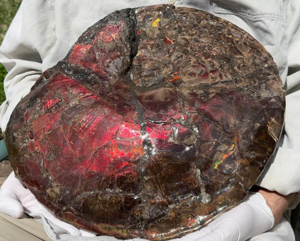 AF-95  17.7" Ammonite Fossil - Placenticeras meeki　Ammolite **FREE SHIPPING***　アンモライト 斑彩石　