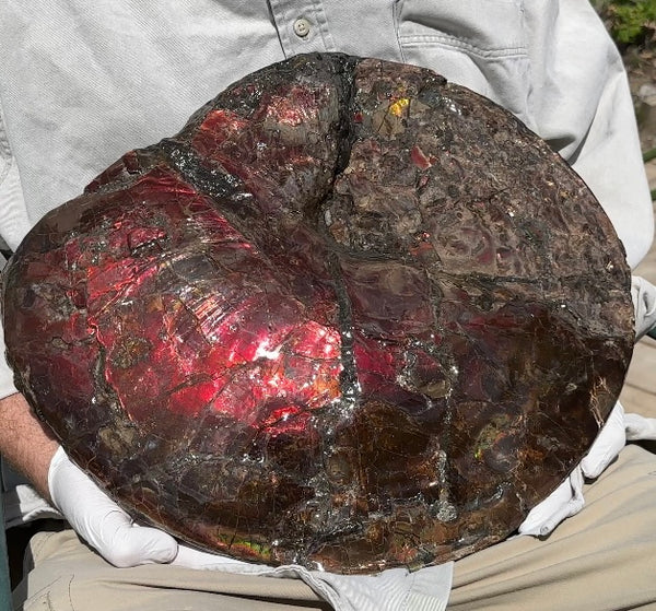 AF-95  17.7" Ammonite Fossil - Placenticeras meeki　Ammolite **FREE SHIPPING***　アンモライト 斑彩石　