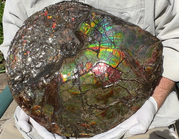 AF-95  17.7" Ammonite Fossil - Placenticeras meeki　Ammolite **FREE SHIPPING***　アンモライト 斑彩石　