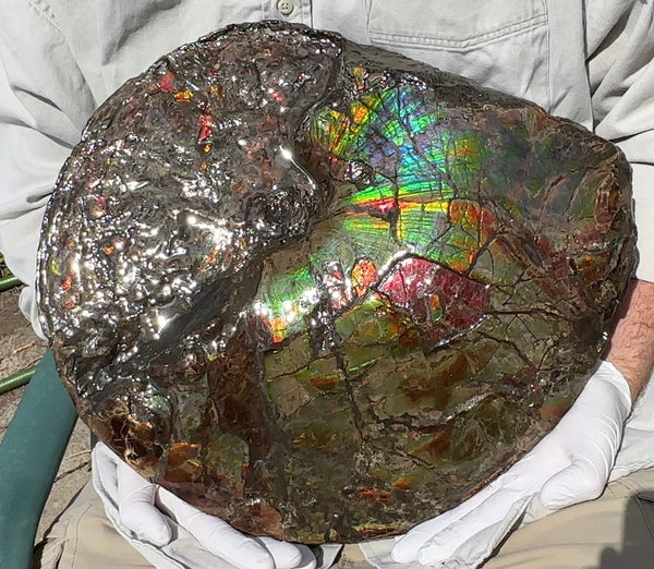 AF-95  17.7" Ammonite Fossil - Placenticeras meeki　Ammolite **FREE SHIPPING***　アンモライト 斑彩石　