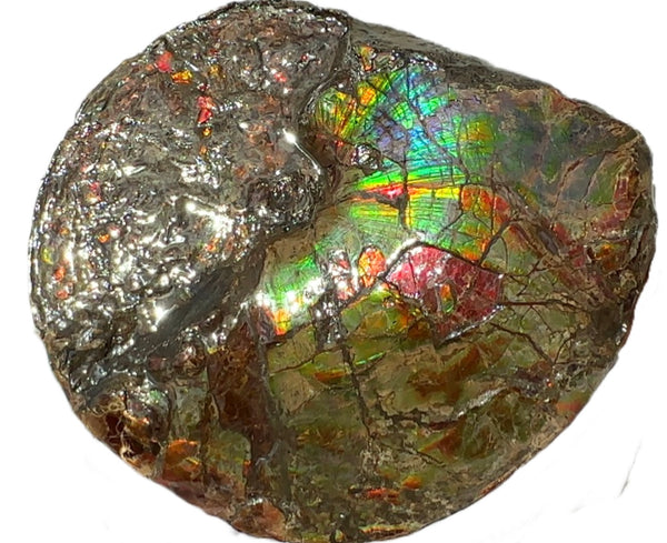 AF-95  17.7" Ammonite Fossil - Placenticeras meeki　Ammolite **FREE SHIPPING***　アンモライト 斑彩石　