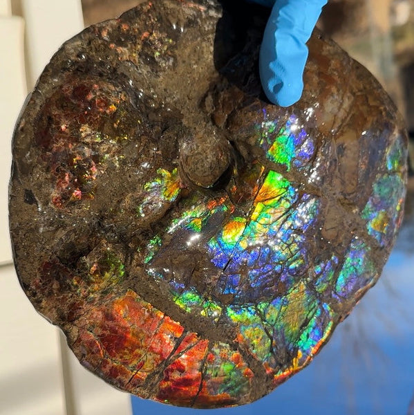 9" Ammolite ,Placenticeras meeki, Double-Sided Rainbow, Specimen, Fossil,Ammonite, Collector Stone,Home decor,Free standing**FREE SHIPPING***　AF-107
