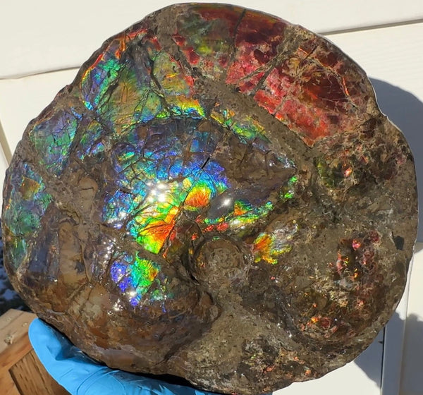 9" Ammolite ,Placenticeras meeki, Double-Sided Rainbow, Specimen, Fossil,Ammonite, Collector Stone,Home decor,Free standing**FREE SHIPPING***　AF-107