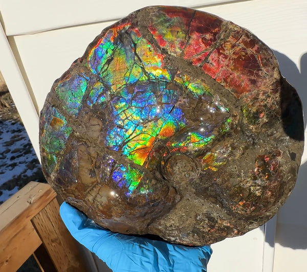 9" Ammolite ,Placenticeras meeki, Double-Sided Rainbow, Specimen, Fossil,Ammonite, Collector Stone,Home decor,Free standing**FREE SHIPPING***　AF-107