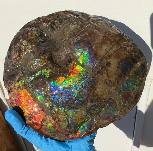 9" Ammolite ,Placenticeras meeki, Double-Sided Rainbow, Specimen, Fossil,Ammonite, Collector Stone,Home decor,Free standing**FREE SHIPPING***　AF-107