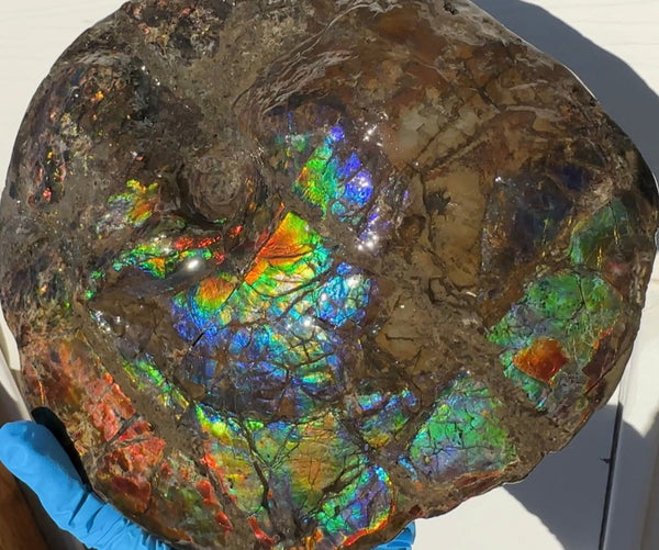 9" Ammolite ,Placenticeras meeki, Double-Sided Rainbow, Specimen, Fossil,Ammonite, Collector Stone,Home decor,Free standing**FREE SHIPPING***　AF-107
