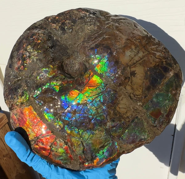 9" Ammolite ,Placenticeras meeki, Double-Sided Rainbow, Specimen, Fossil,Ammonite, Collector Stone,Home decor,Free standing**FREE SHIPPING***　AF-107