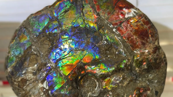 9" Ammolite ,Placenticeras meeki, Double-Sided Rainbow, Specimen, Fossil,Ammonite, Collector Stone,Home decor,Free standing**FREE SHIPPING***　AF-107