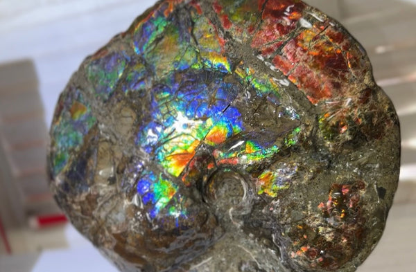 9" Ammolite ,Placenticeras meeki, Double-Sided Rainbow, Specimen, Fossil,Ammonite, Collector Stone,Home decor,Free standing**FREE SHIPPING***　AF-107