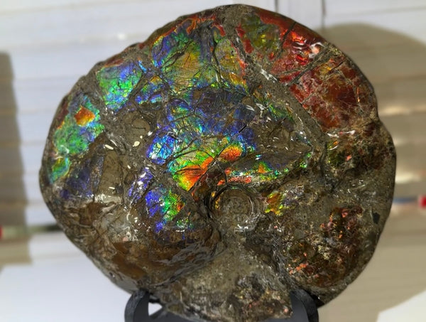 9" Ammolite ,Placenticeras meeki, Double-Sided Rainbow, Specimen, Fossil,Ammonite, Collector Stone,Home decor,Free standing**FREE SHIPPING***　AF-107