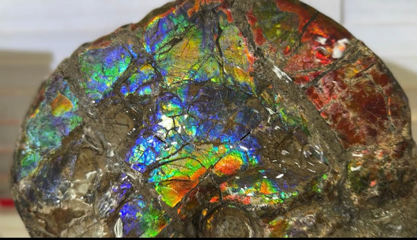 9" Ammolite ,Placenticeras meeki, Double-Sided Rainbow, Specimen, Fossil,Ammonite, Collector Stone,Home decor,Free standing**FREE SHIPPING***　AF-107