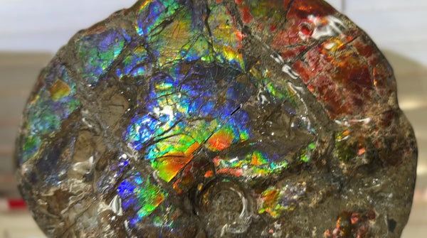 9" Ammolite ,Placenticeras meeki, Double-Sided Rainbow, Specimen, Fossil,Ammonite, Collector Stone,Home decor,Free standing**FREE SHIPPING***　AF-107