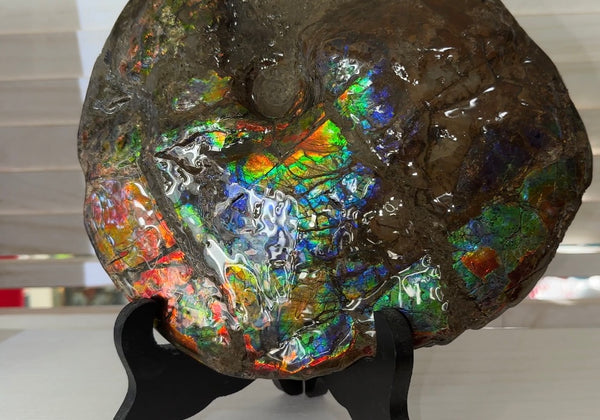 9" Ammolite ,Placenticeras meeki, Double-Sided Rainbow, Specimen, Fossil,Ammonite, Collector Stone,Home decor,Free standing**FREE SHIPPING***　AF-107