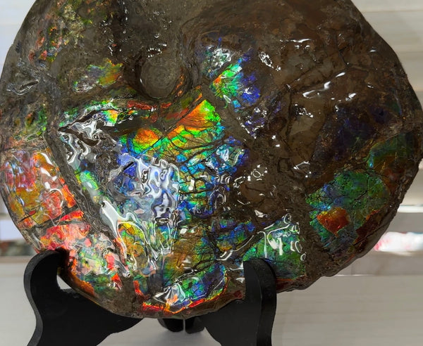 9" Ammolite ,Placenticeras meeki, Double-Sided Rainbow, Specimen, Fossil,Ammonite, Collector Stone,Home decor,Free standing**FREE SHIPPING***　AF-107