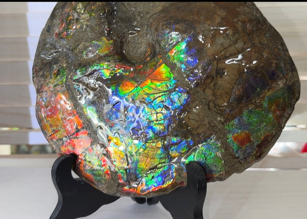 9" Ammolite ,Placenticeras meeki, Double-Sided Rainbow, Specimen, Fossil,Ammonite, Collector Stone,Home decor,Free standing**FREE SHIPPING***　AF-107