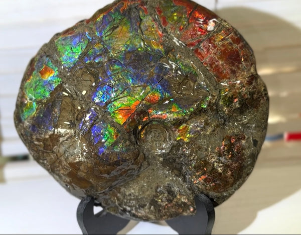 9" Ammolite ,Placenticeras meeki, Double-Sided Rainbow, Specimen, Fossil,Ammonite, Collector Stone,Home decor,Free standing**FREE SHIPPING***　AF-107