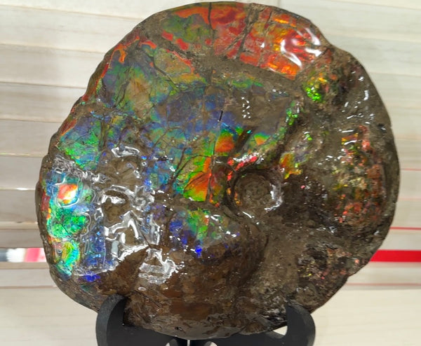 9" Ammolite ,Placenticeras meeki, Double-Sided Rainbow, Specimen, Fossil,Ammonite, Collector Stone,Home decor,Free standing**FREE SHIPPING***　AF-107