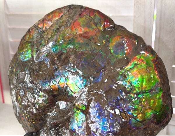 9" Ammolite ,Placenticeras meeki, Double-Sided Rainbow, Specimen, Fossil,Ammonite, Collector Stone,Home decor,Free standing**FREE SHIPPING***　AF-107