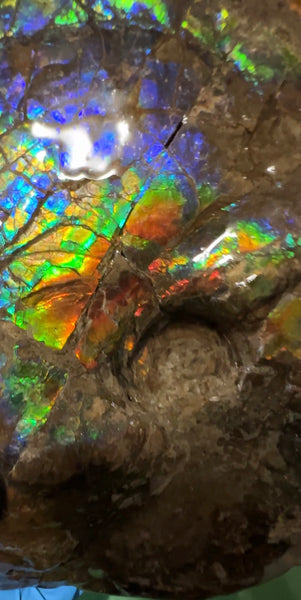 9" Ammolite ,Placenticeras meeki, Double-Sided Rainbow, Specimen, Fossil,Ammonite, Collector Stone,Home decor,Free standing**FREE SHIPPING***　AF-107
