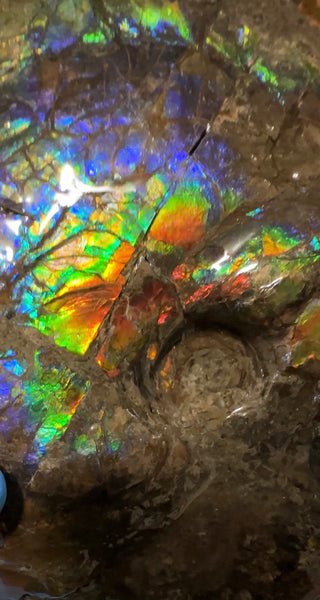 9" Ammolite ,Placenticeras meeki, Double-Sided Rainbow, Specimen, Fossil,Ammonite, Collector Stone,Home decor,Free standing**FREE SHIPPING***　AF-107