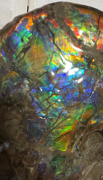 9" Ammolite ,Placenticeras meeki, Double-Sided Rainbow, Specimen, Fossil,Ammonite, Collector Stone,Home decor,Free standing**FREE SHIPPING***　AF-107