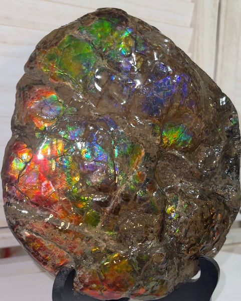 9" Ammolite ,Placenticeras meeki, Double-Sided Rainbow, Specimen, Fossil,Ammonite, Collector Stone,Home decor,Free standing**FREE SHIPPING***　AF-107