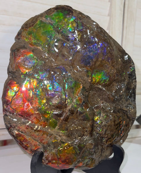 9" Ammolite ,Placenticeras meeki, Double-Sided Rainbow, Specimen, Fossil,Ammonite, Collector Stone,Home decor,Free standing**FREE SHIPPING***　AF-107