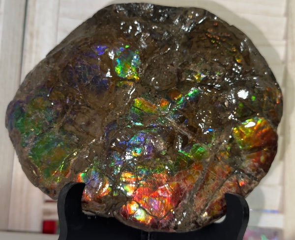 9" Ammolite ,Placenticeras meeki, Double-Sided Rainbow, Specimen, Fossil,Ammonite, Collector Stone,Home decor,Free standing**FREE SHIPPING***　AF-107