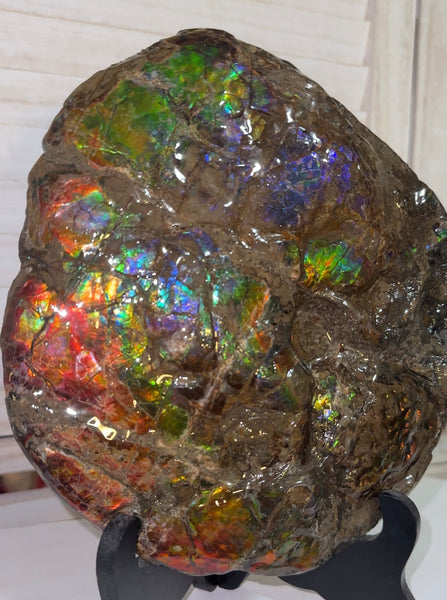 9" Ammolite ,Placenticeras meeki, Double-Sided Rainbow, Specimen, Fossil,Ammonite, Collector Stone,Home decor,Free standing**FREE SHIPPING***　AF-107