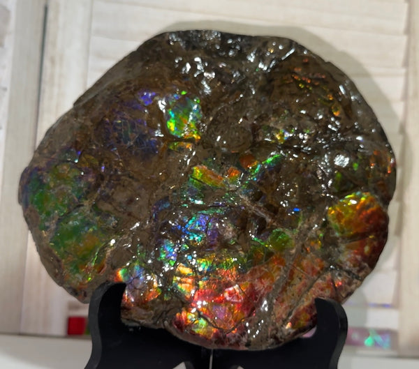 9" Ammolite ,Placenticeras meeki, Double-Sided Rainbow, Specimen, Fossil,Ammonite, Collector Stone,Home decor,Free standing**FREE SHIPPING***　AF-107