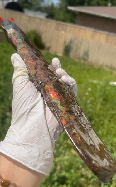 Canadian Ammolite Bacculite Fossil Piece Baculites AF-97  バキュライト アンモライト Baculite Free Shipping!!