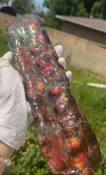 Canadian Ammolite Bacculite Fossil Piece Baculites AF-97  バキュライト アンモライト Baculite Free Shipping!!