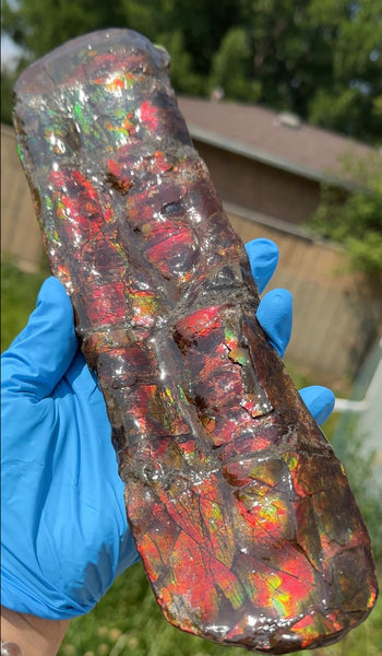 Canadian Ammolite Bacculite Fossil Piece Baculites AF-97  バキュライト アンモライト Baculite Free Shipping!!