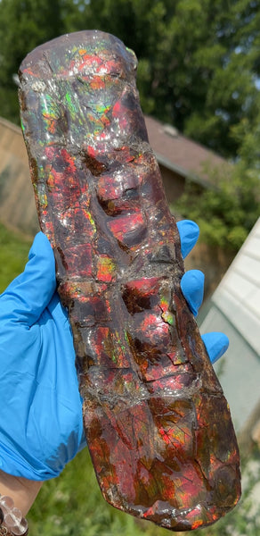 Canadian Ammolite Bacculite Fossil Piece Baculites AF-97  バキュライト アンモライト Baculite Free Shipping!!