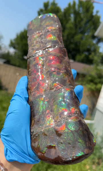 Canadian Ammolite Bacculite Fossil Piece Baculites AF-97  バキュライト アンモライト Baculite Free Shipping!!