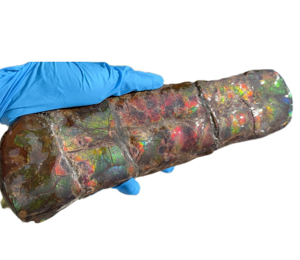 Canadian Ammolite Bacculite Fossil Piece Baculites AF-97  バキュライト アンモライト Baculite Free Shipping!!