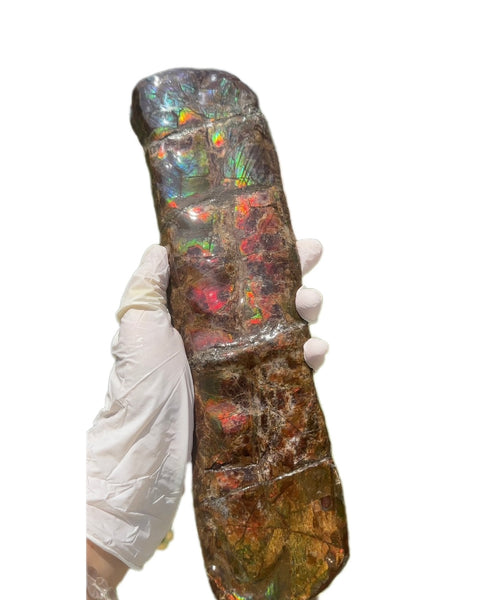 Canadian Ammolite Bacculite Fossil Piece Baculites AF-97  バキュライト アンモライト Baculite Free Shipping!!