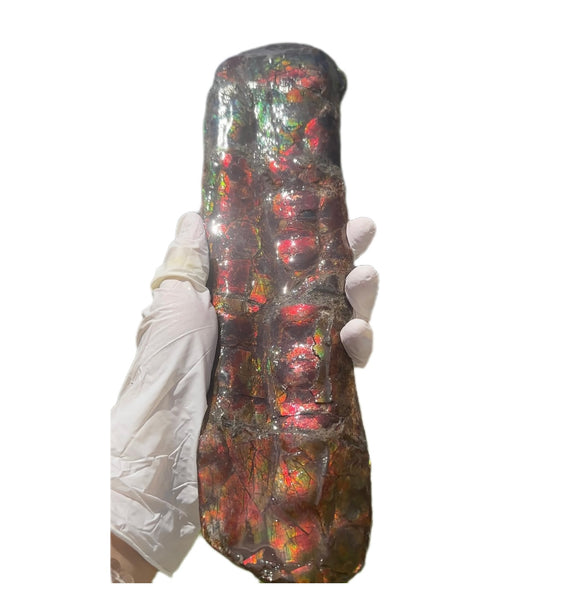 Canadian Ammolite Bacculite Fossil Piece Baculites AF-97  バキュライト アンモライト Baculite Free Shipping!!