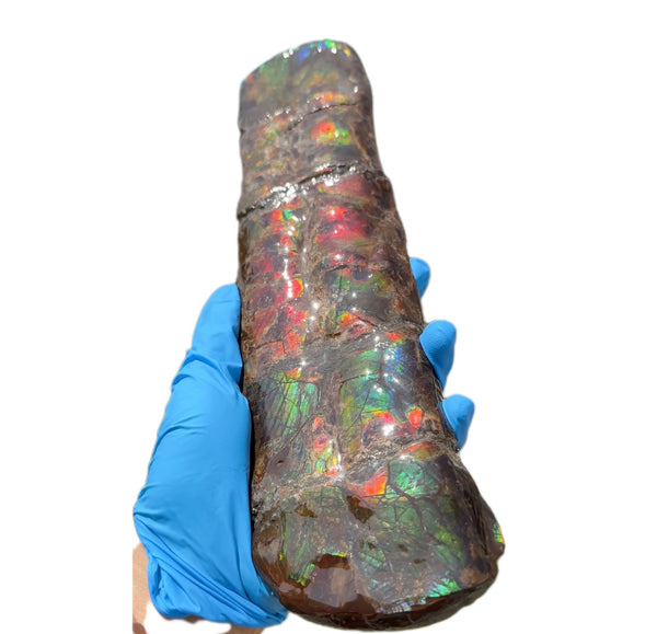 Canadian Ammolite Bacculite Fossil Piece Baculites AF-97  バキュライト アンモライト Baculite Free Shipping!!