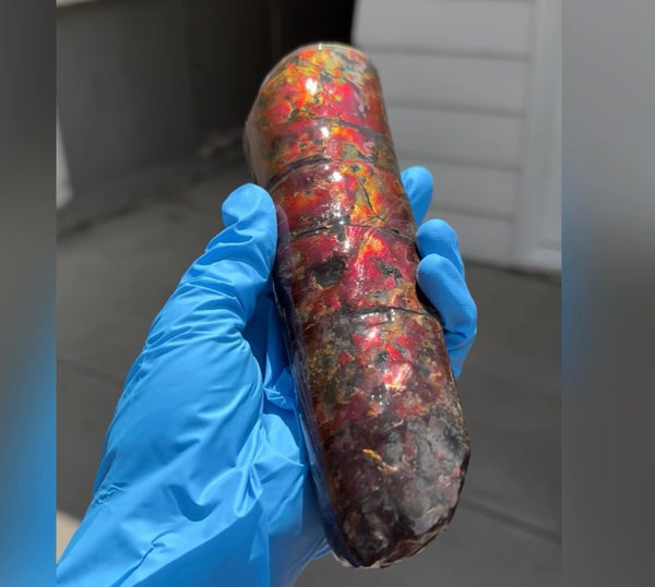 Canadian Ammolite Bacculite Fossil Piece Baculites AF-98  バキュライト アンモライト Baculite Free Shipping!!