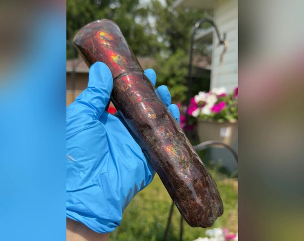 Canadian Ammolite Bacculite Fossil Piece Baculites AF-98  バキュライト アンモライト Baculite Free Shipping!!