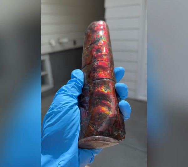 Canadian Ammolite Bacculite Fossil Piece Baculites AF-98  バキュライト アンモライト Baculite Free Shipping!!