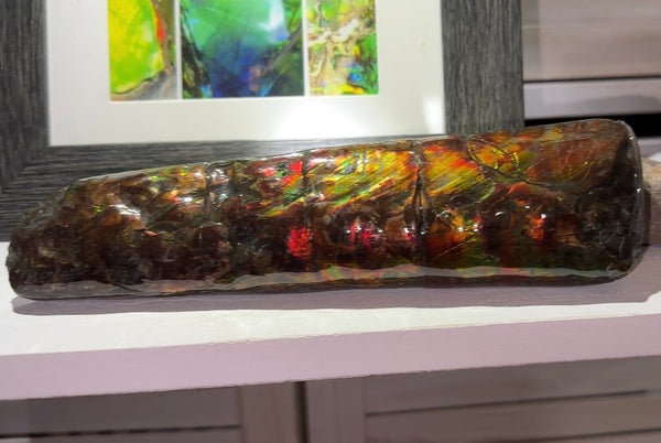 Canadian Ammolite Bacculite Fossil Piece Baculites AF-98  バキュライト アンモライト Baculite Free Shipping!!