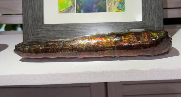 Canadian Ammolite Bacculite Fossil Piece Baculites AF-98  バキュライト アンモライト Baculite Free Shipping!!