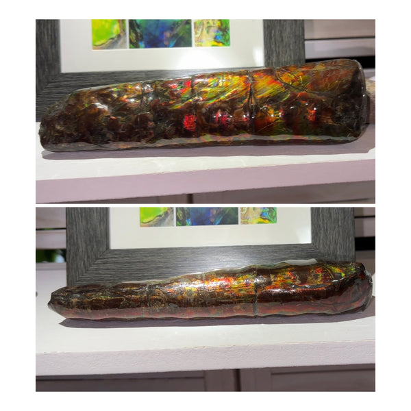 Canadian Ammolite Bacculite Fossil Piece Baculites AF-98  バキュライト アンモライト Baculite Free Shipping!!