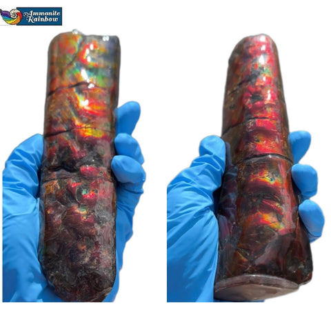 Canadian Ammolite Bacculite Fossil Piece Baculites AF-98  バキュライト アンモライト Baculite Free Shipping!!